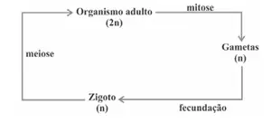 Figura da alternativa B