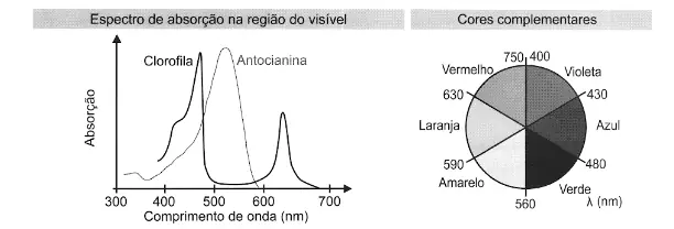 Figura da questão 120 do ENEM 2021