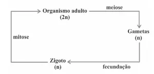 Figura da alternativa E