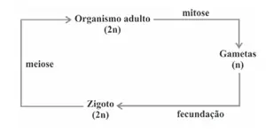Figura da alternativa D