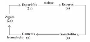 Figura da alternativa A