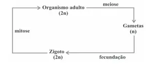 Figura da alternativa C
