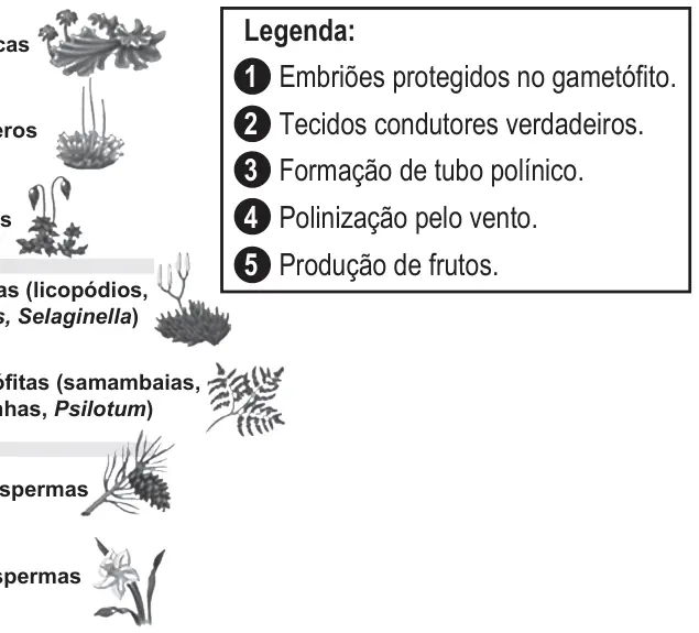 Figura 2 de 3 da questão 125 do ENEM 2019